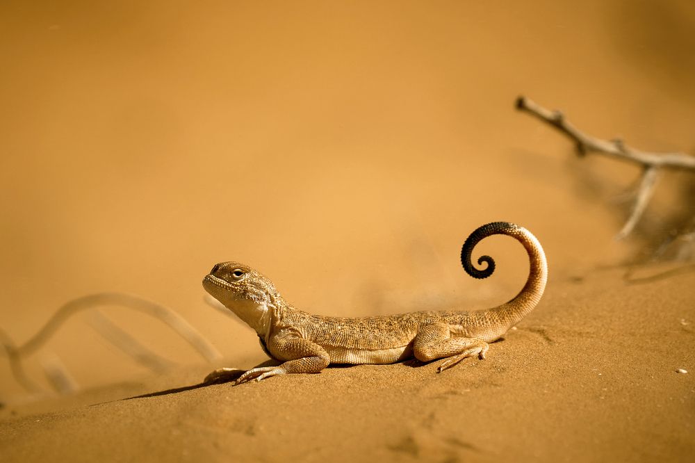 Вертихвостка