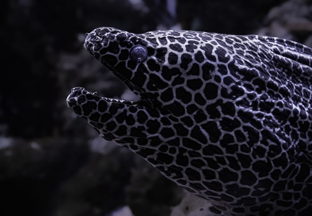 Photograph by Евгений Гонтов