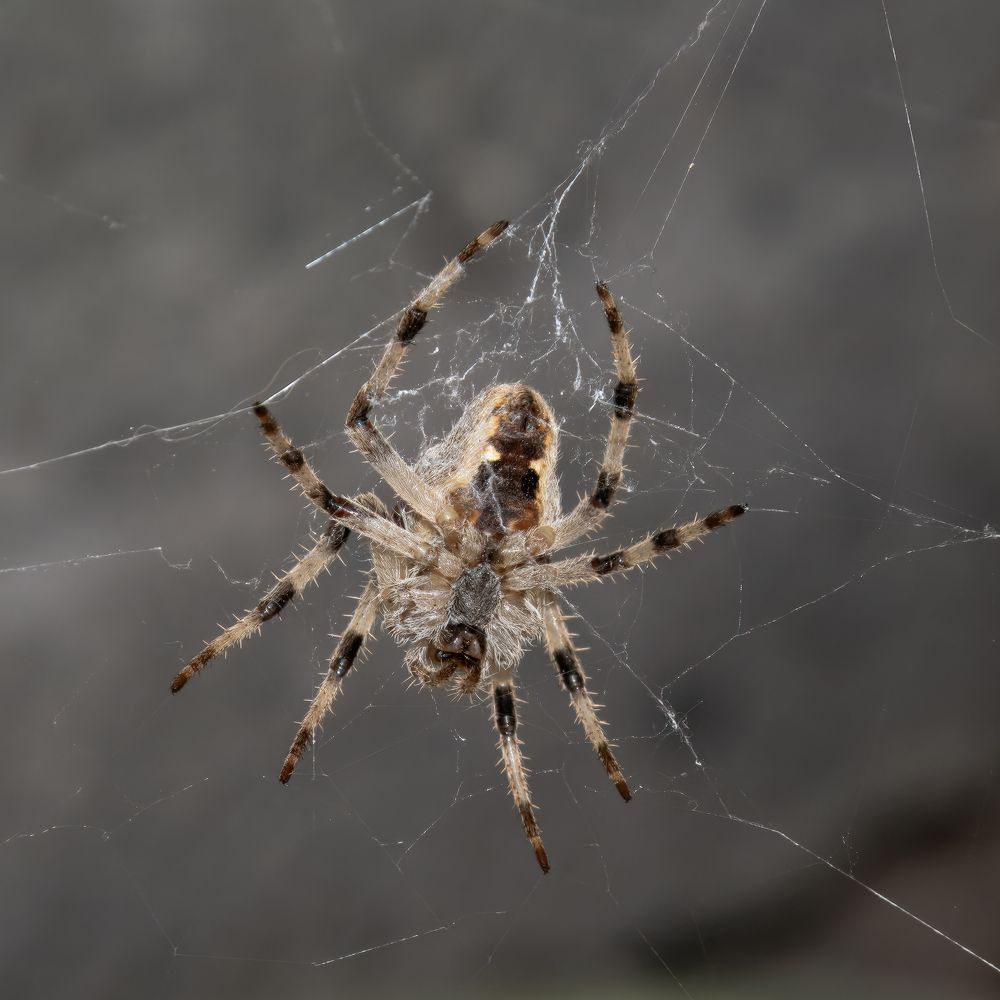Фотография автора Владимир Пронин