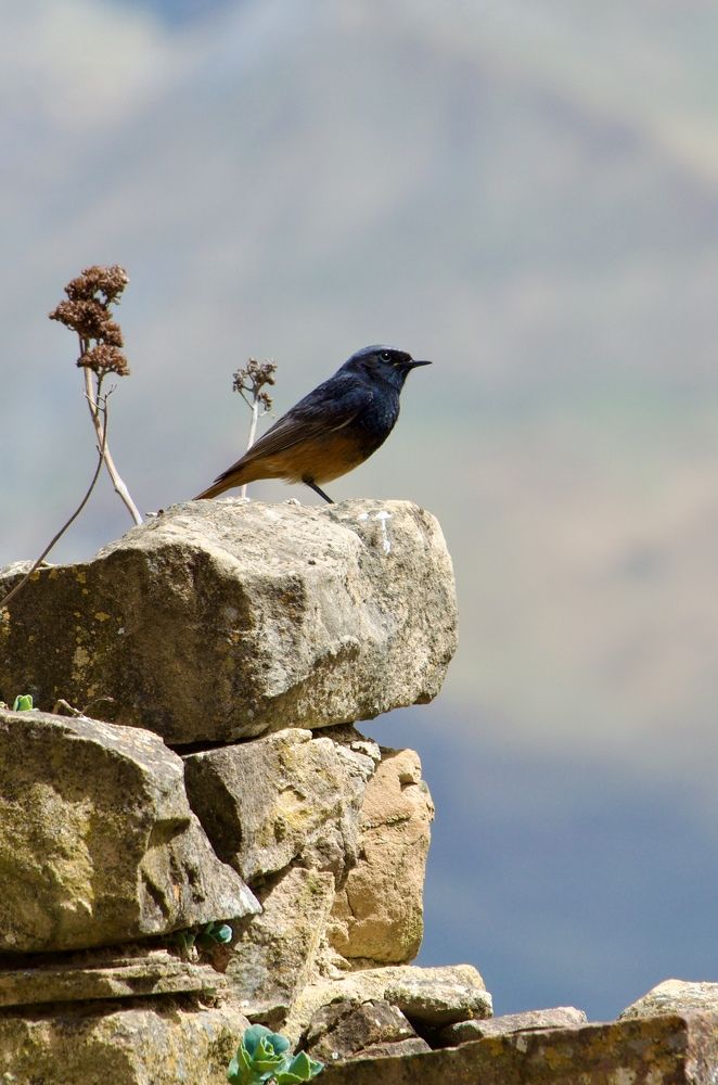 Фотография автора Юрий Пустовит