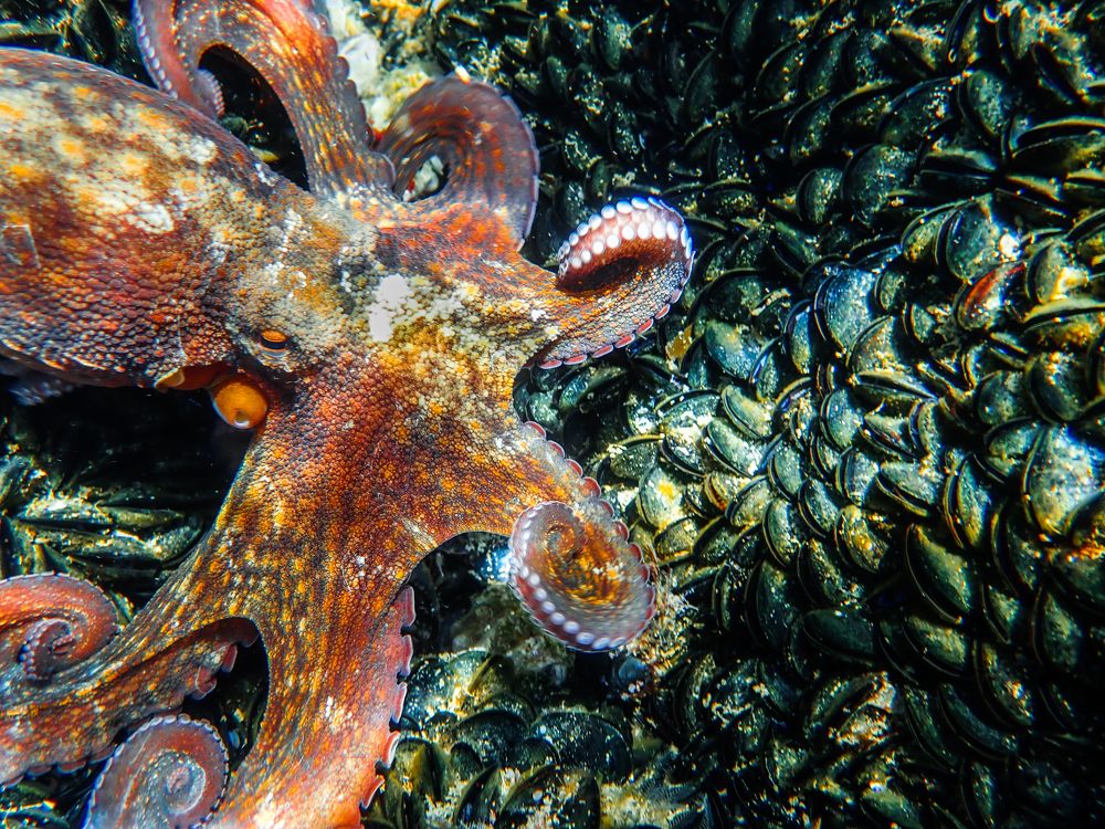 Photograph by MOHAMMED BOULHME