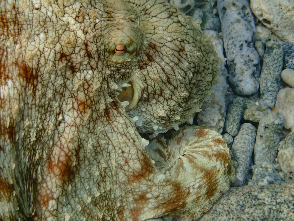 Фотография автора Julia A Caesar