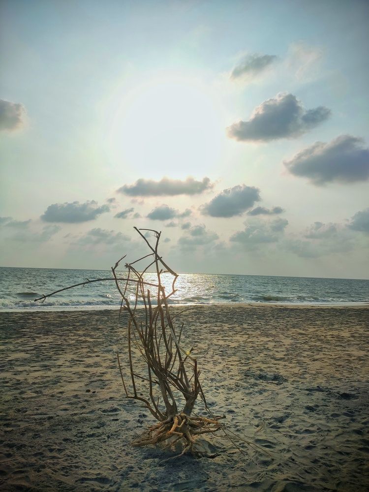 The roots of sea