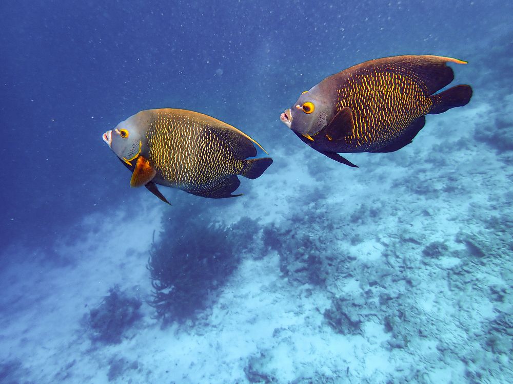 Фотография автора Julia A Caesar