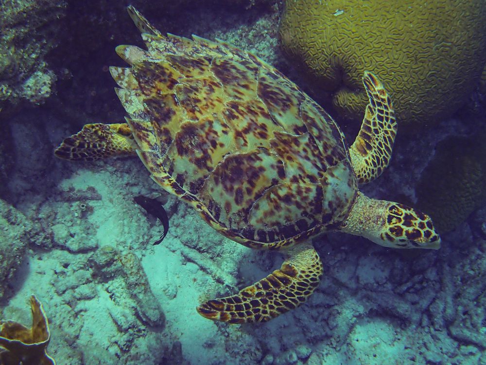 Фотография автора Julia A Caesar