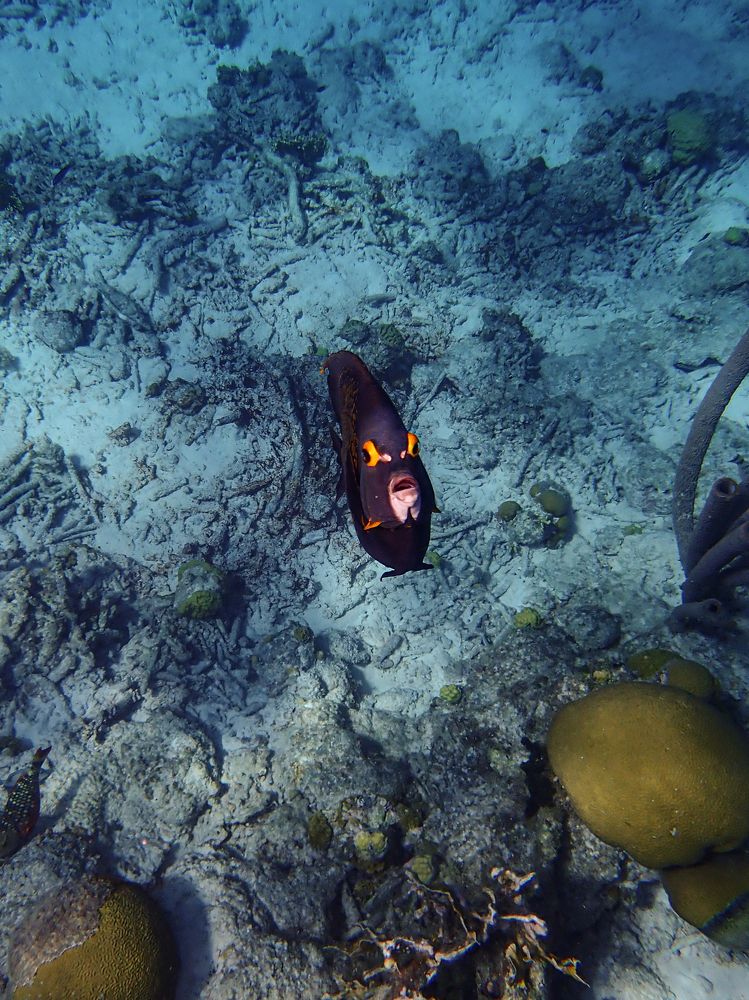 Фотография автора Julia A Caesar