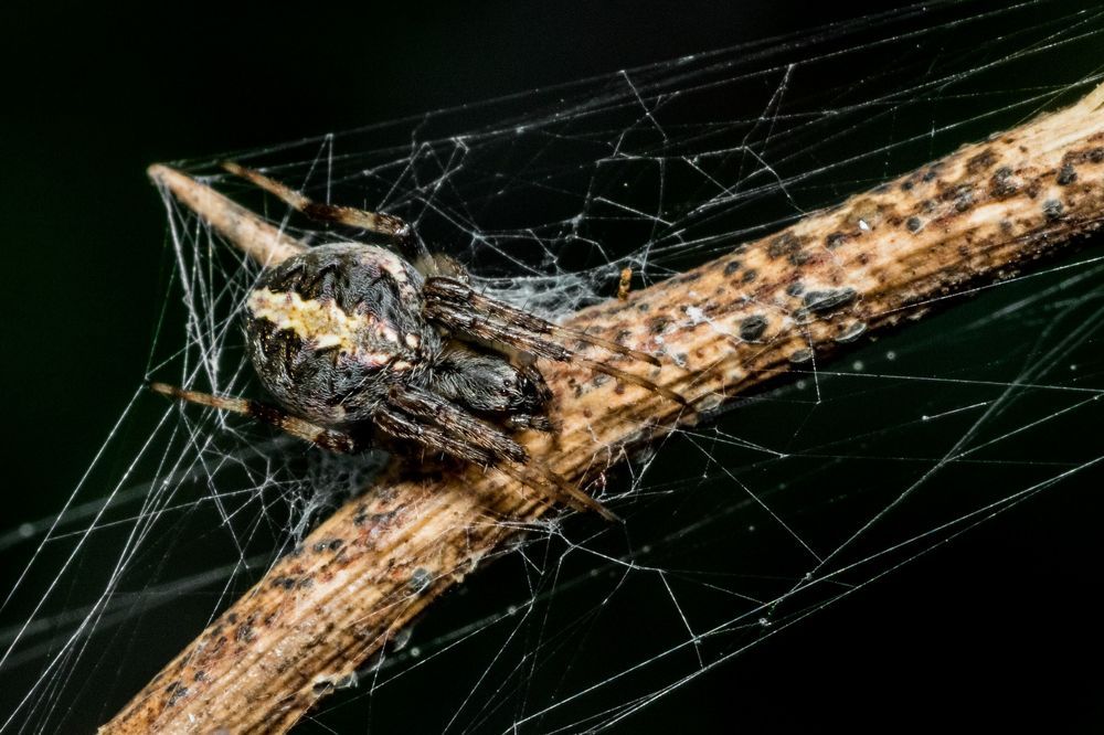 Photograph by Zinda Shaik Mohideen M