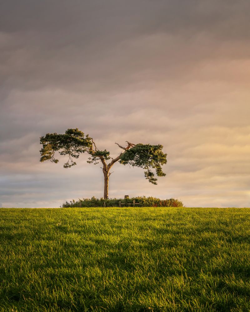 Fairy Tree, Ireland.