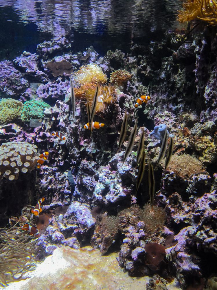 Фотография автора Вера