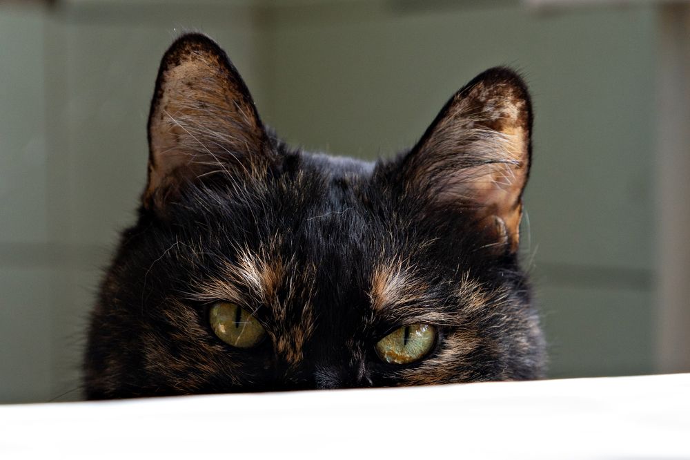 Photograph by Anastasia Sokolskya