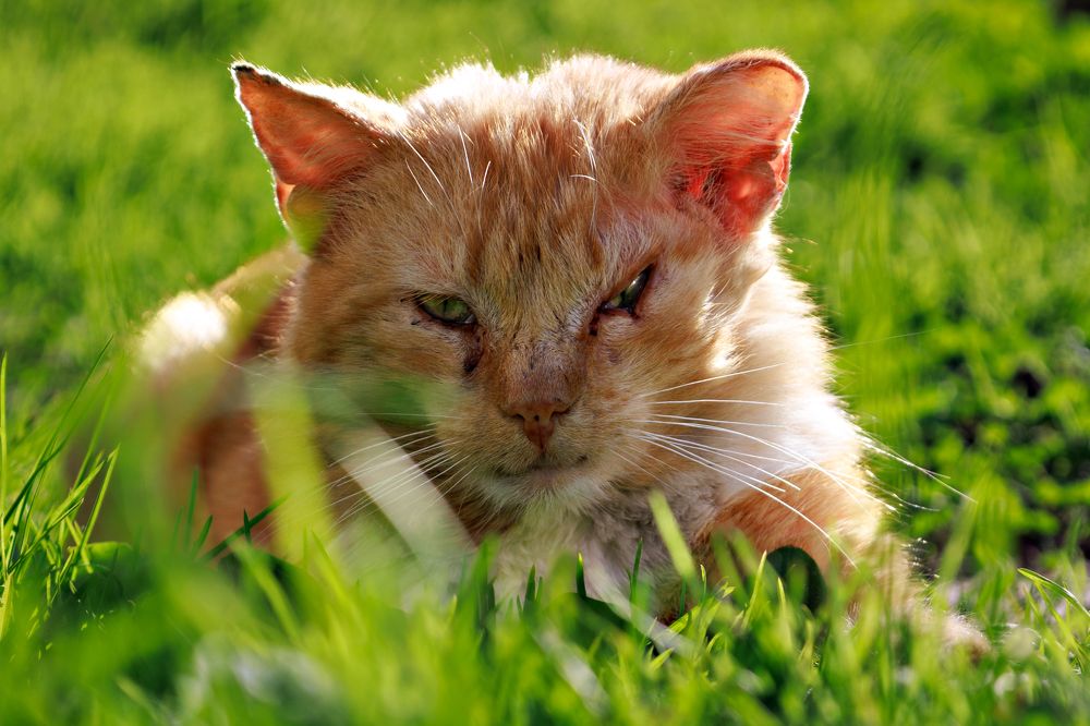 Photograph by Anastasia Sokolskya