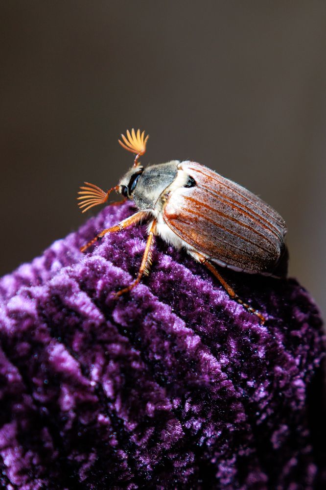 Весенний сюрприз