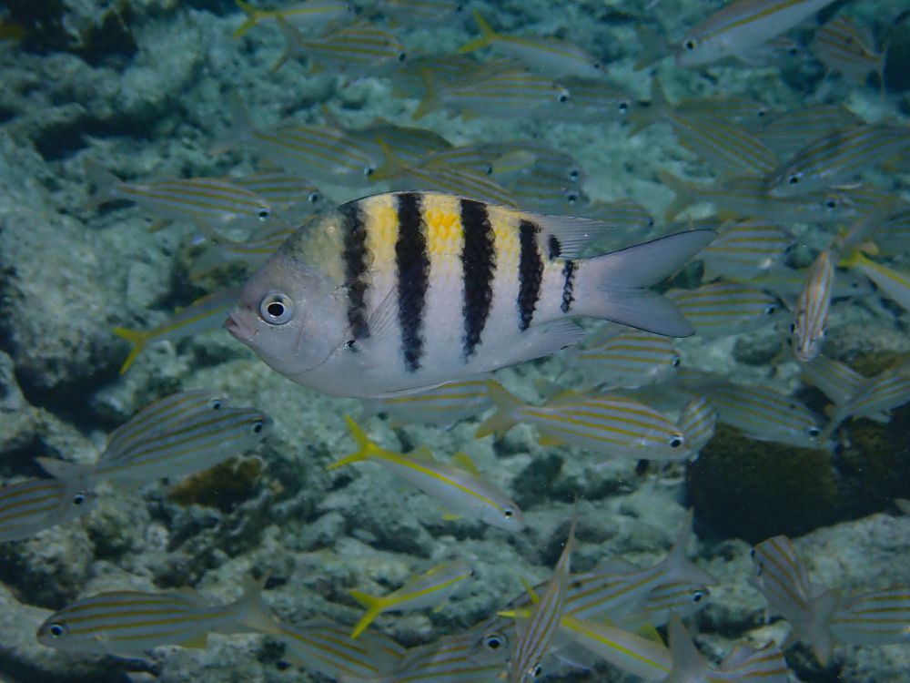 Фотография автора Julia A Caesar