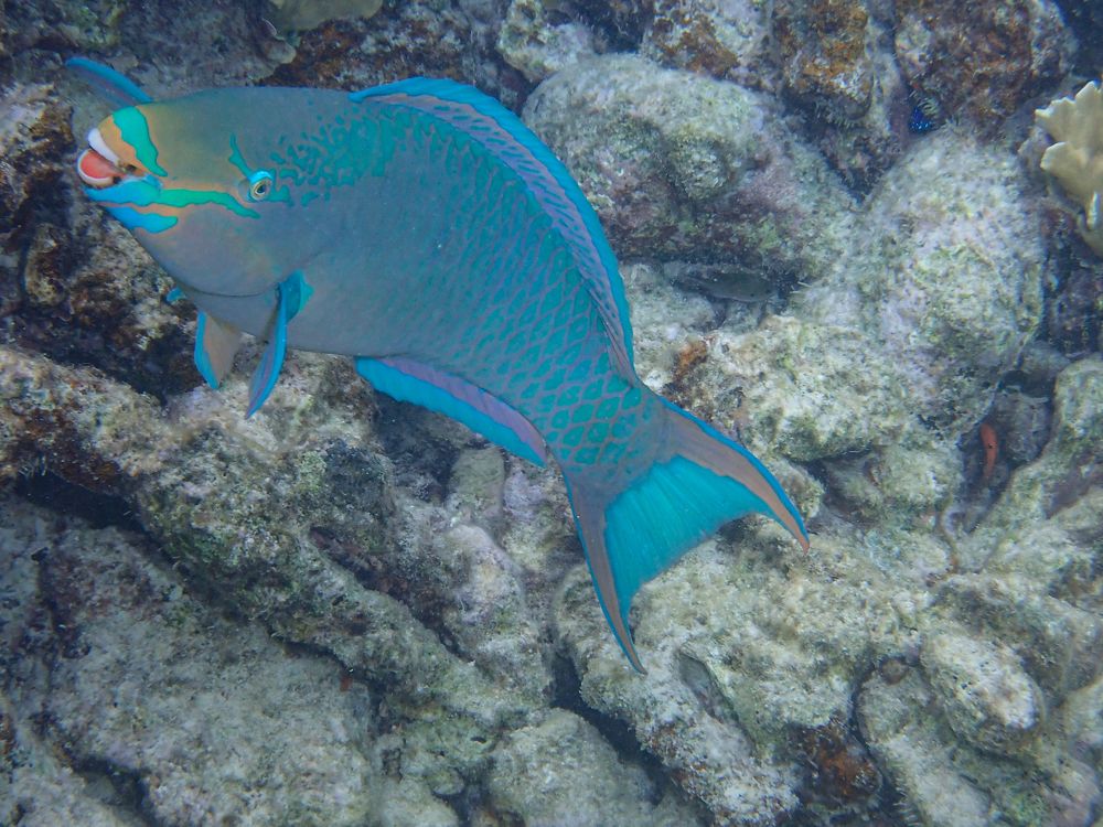 Фотография автора Julia A Caesar