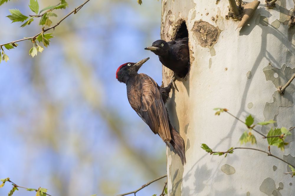 Photograph by Marco Rondi