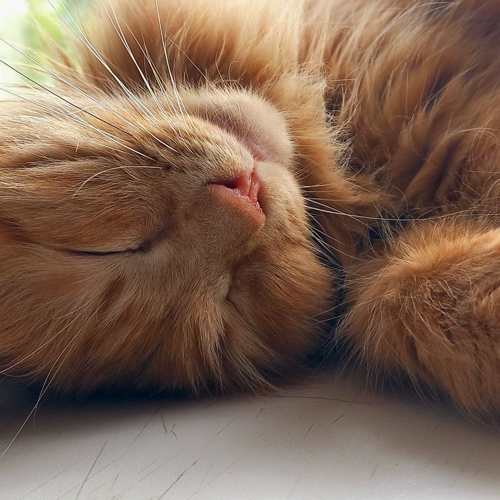 Photograph by Arkhipov