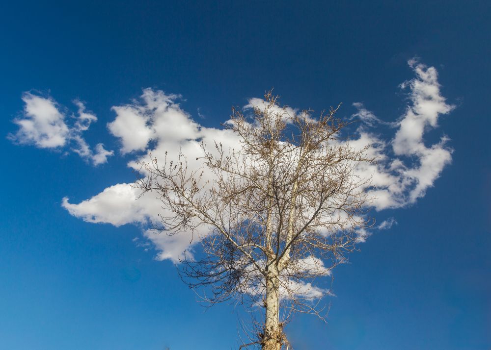 Photograph by seyed mostafa yousefi