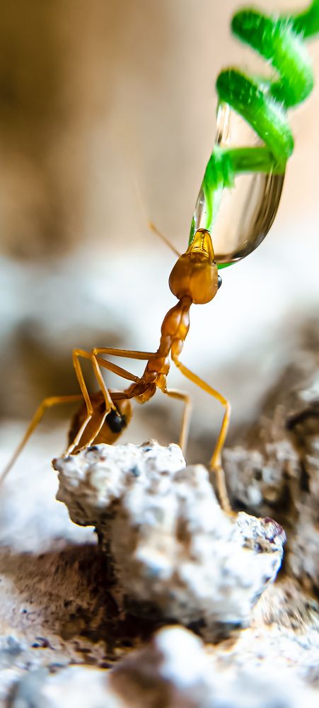 An ant's sip in macro symphony