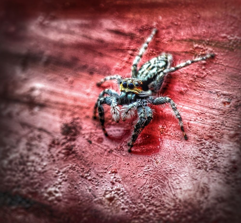 Photograph by Buddhika Dinuranga