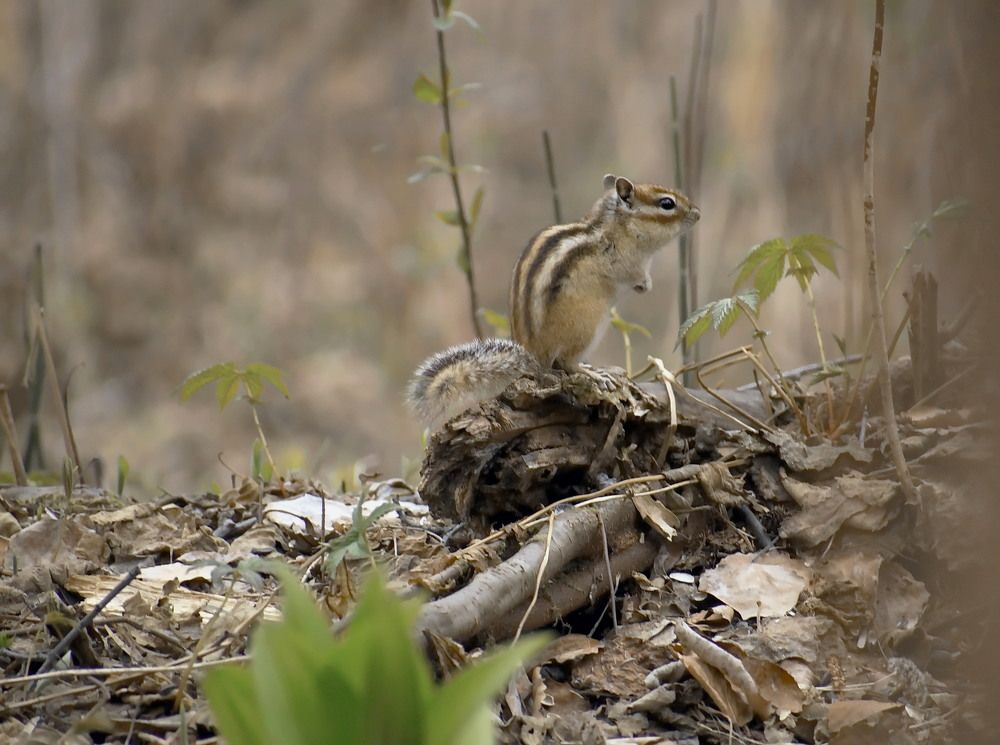 Весна и бурундук.