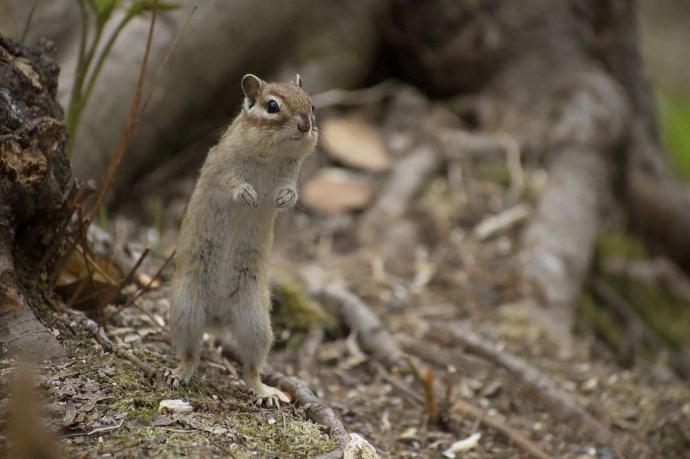 Осторожный бурундук.
