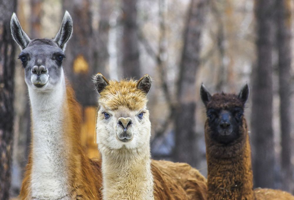 Photograph by Михаил Измайлов