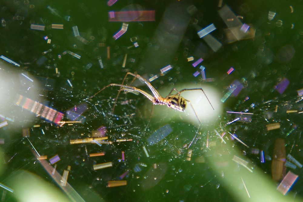 На радужной паутине