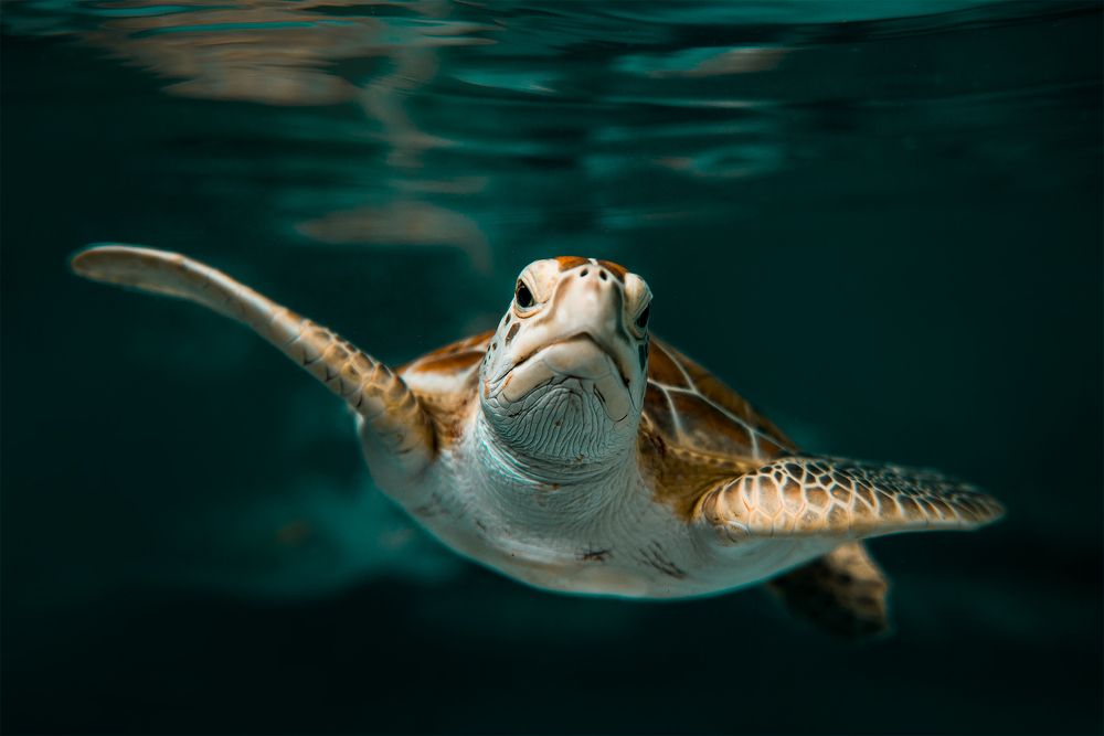 Фотография автора Iris Karina