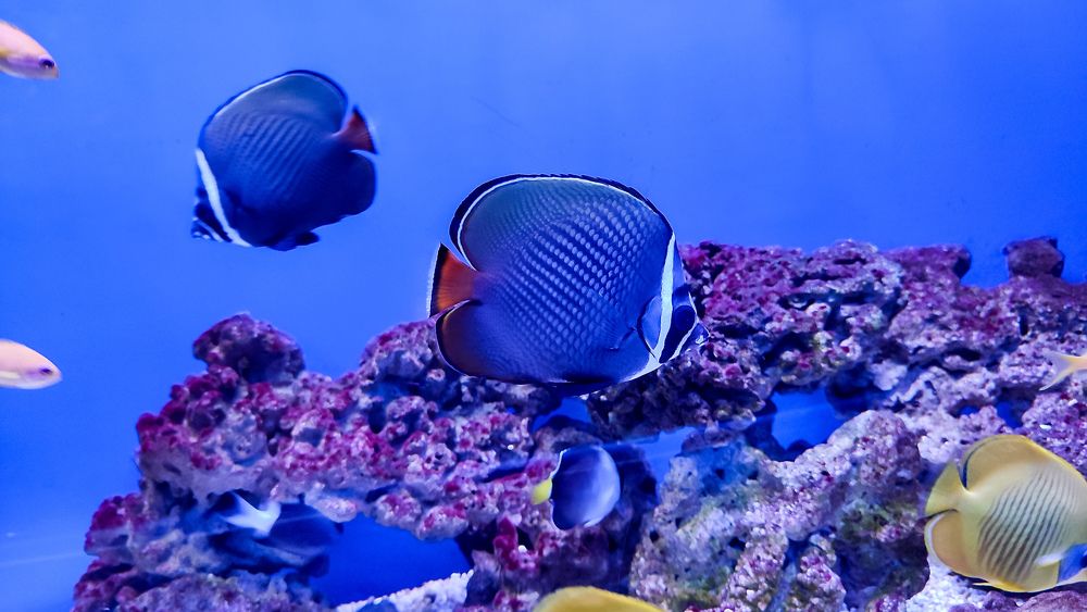 Фотография автора Мария Филиппова