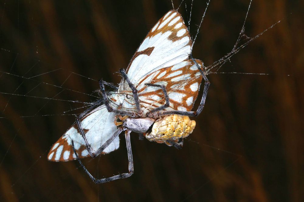 Фотография автора Suresh S S