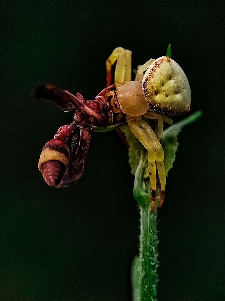 Photograph by Sumonta Paul