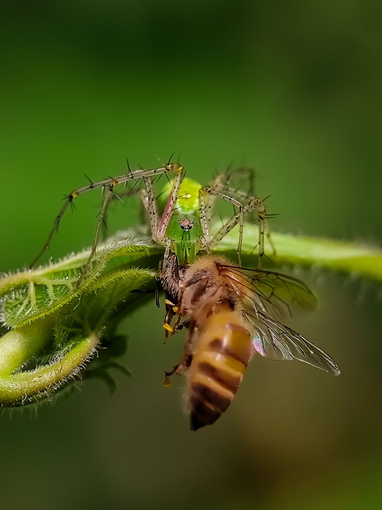 GREEN LYNX SPIDER WITH KILLED