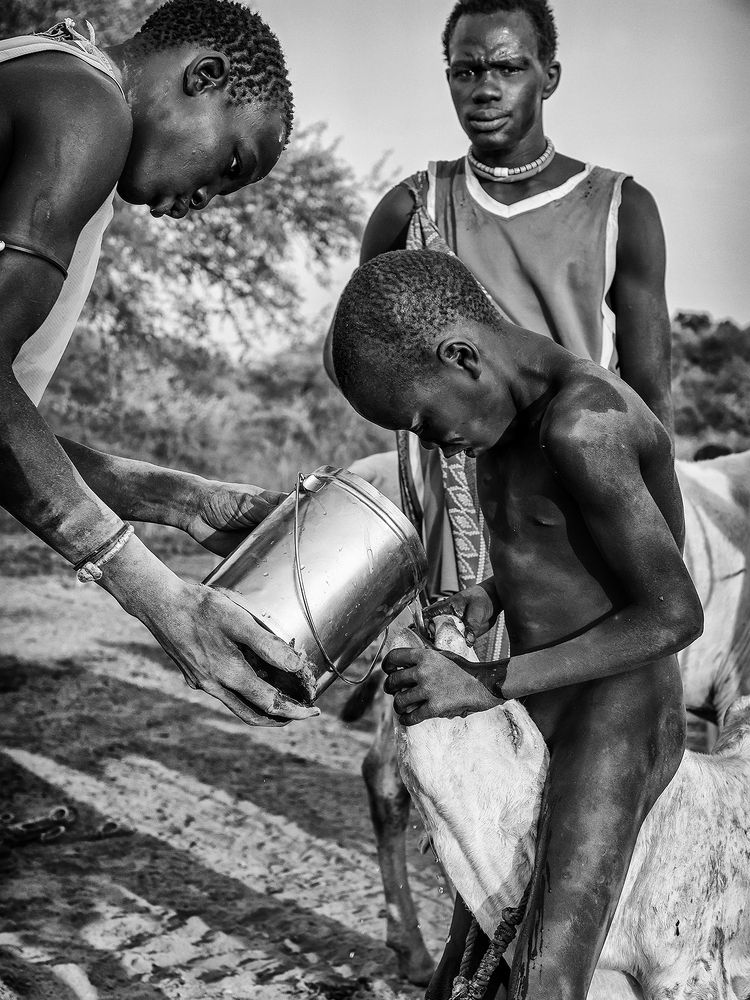 Caring for the animal