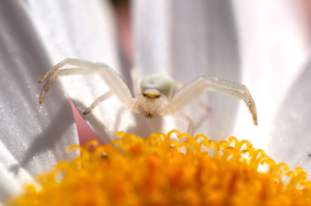 Photograph by Роман Приходько