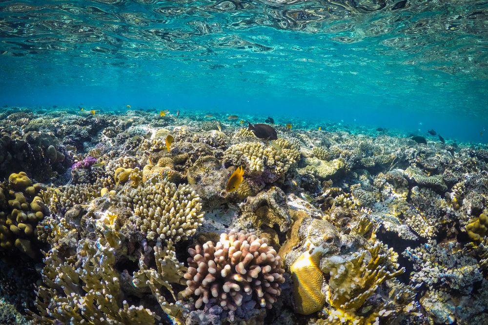 Фотография автора Перевозчиков Андрей