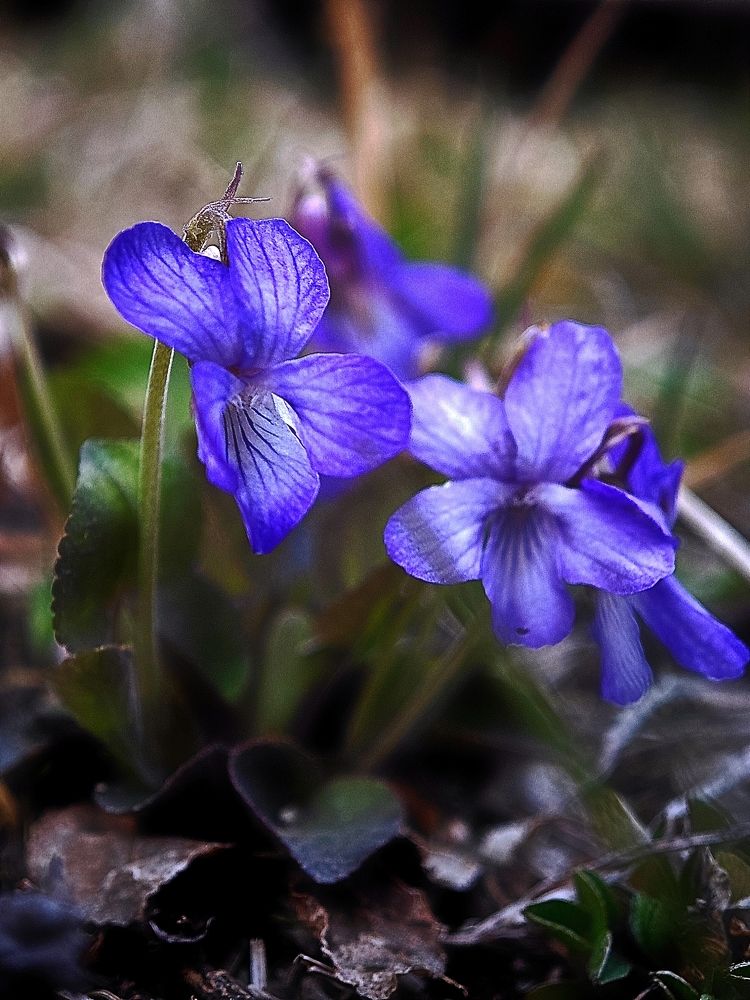 Фотография автора Вера Красюкова