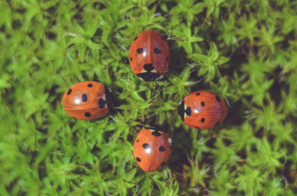 Фотография автора Наталья Алексеева