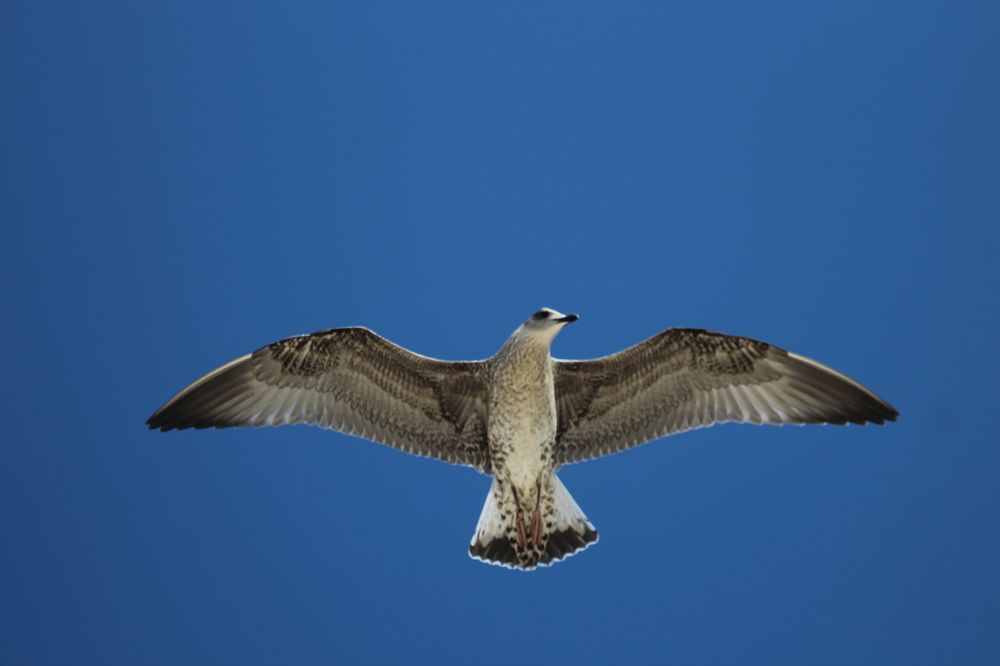 Photograph by Ferreira Francisco