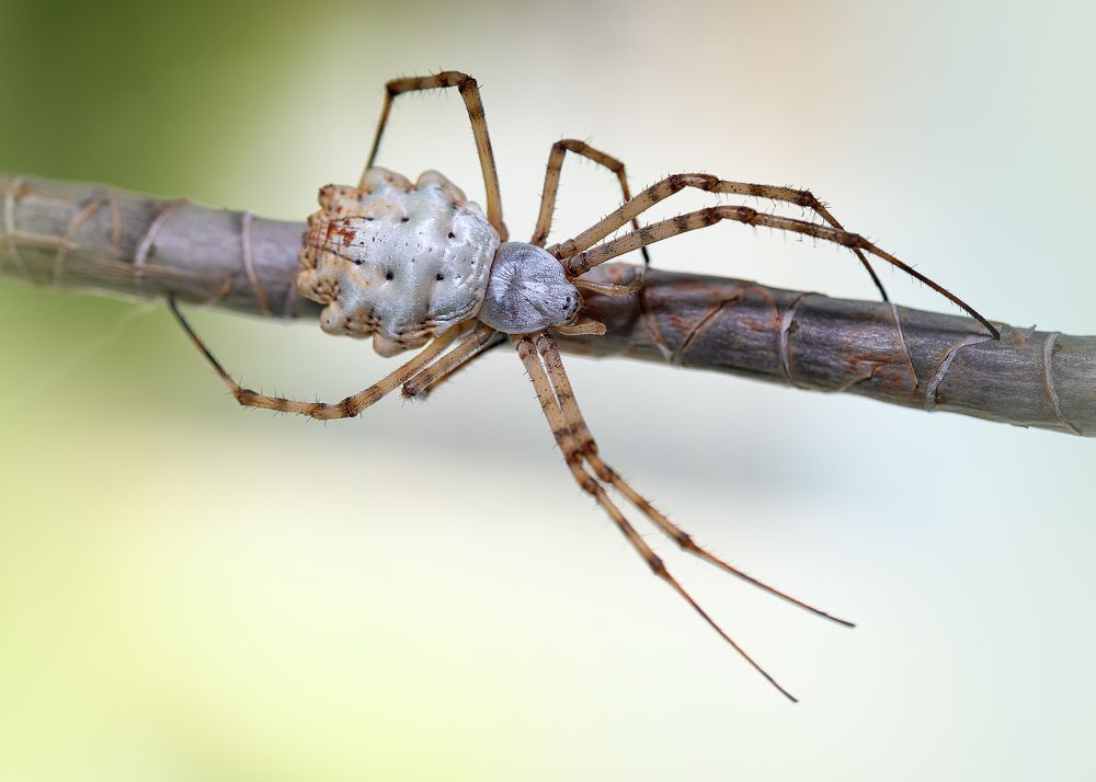 Photograph by PAPKIAURI TORNIKE