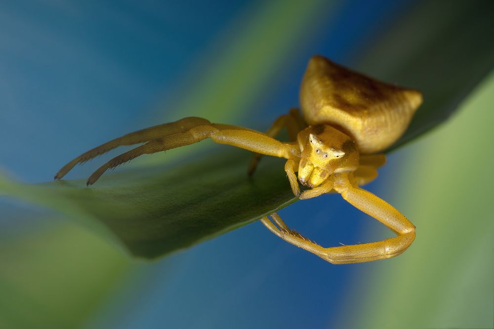 Photograph by PAPKIAURI TORNIKE