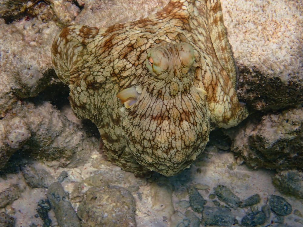 Фотография автора Julia A Caesar