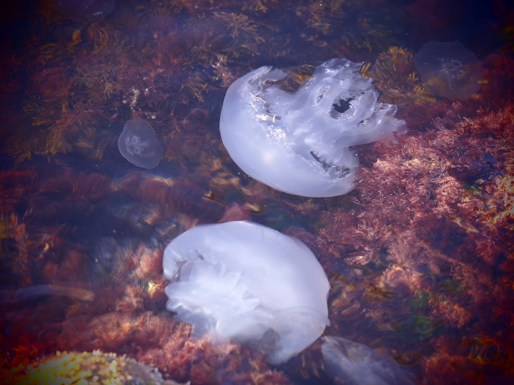 Photograph by Сергей Борисов