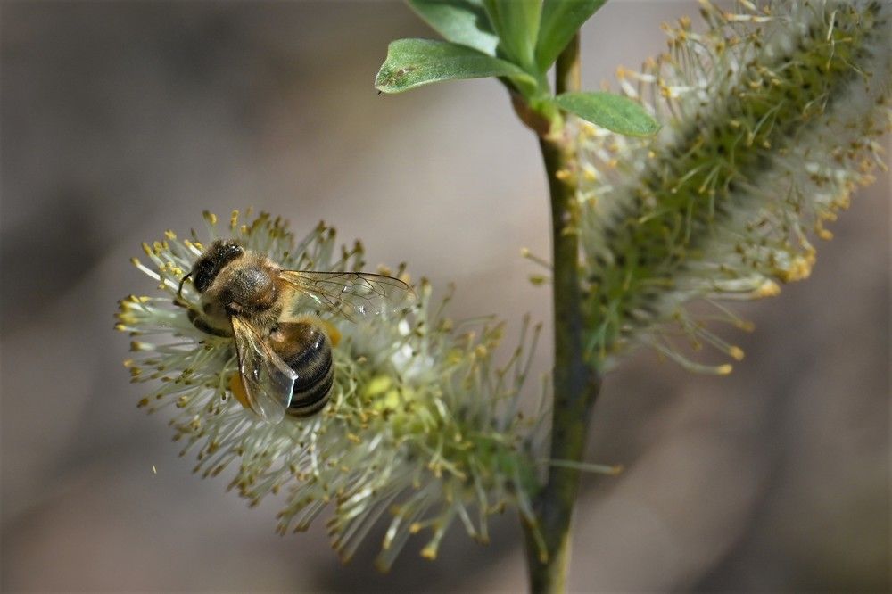 Фотография автора IRINA FILIPPOVA