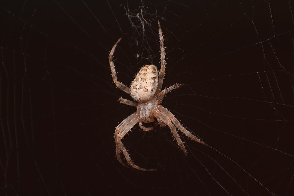 Photograph by Оксана Савенко