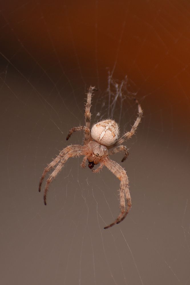 Photograph by Оксана Савенко