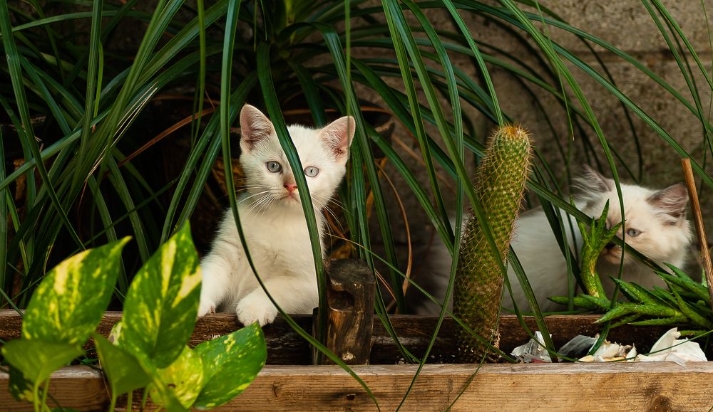 Photograph by Armando López-Guerrero