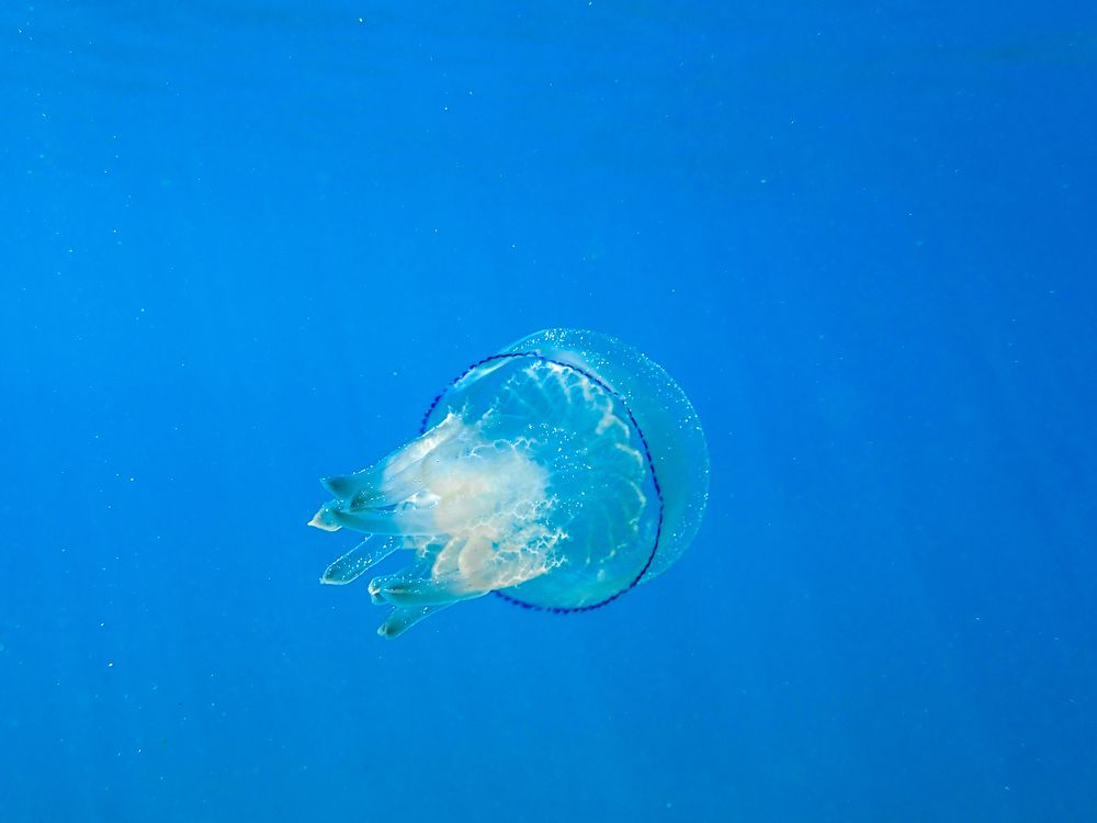 Photograph by MOHAMMED BOULHME