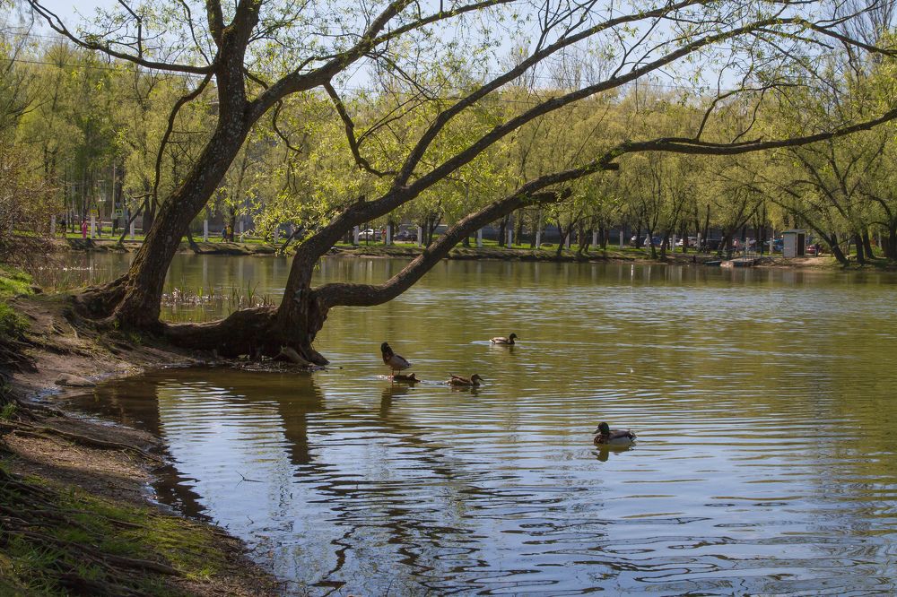 Photograph by Саша Шубкие