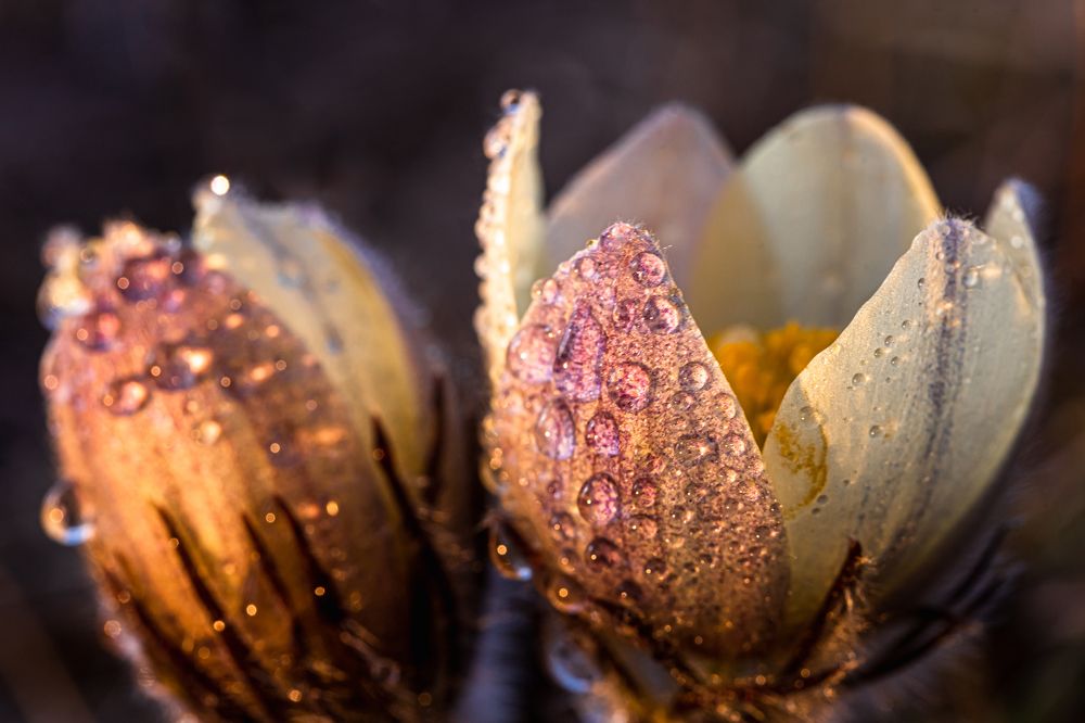 Photograph by Корчагина Оксана