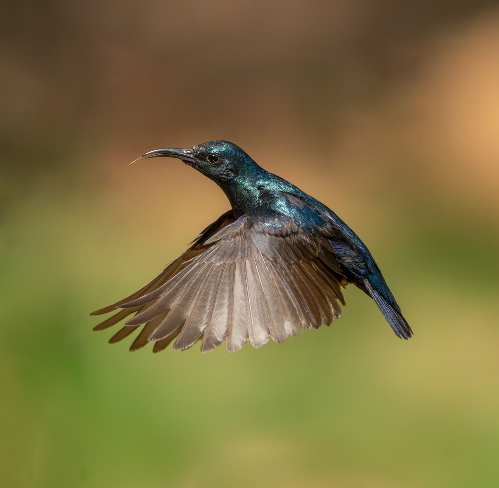 Flying Sunbird